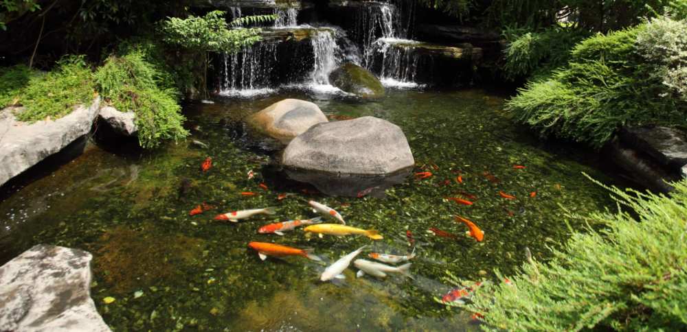 Master Your Backyard Oasis